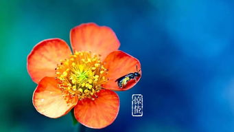 冬花不惧寒，保暖秘籍助生机