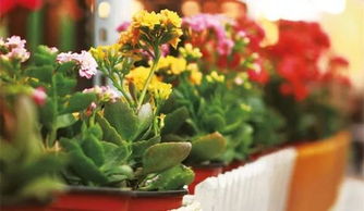 浇水与施肥的艺术