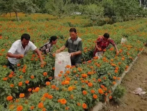 周叔的绝活：掺沙播种法