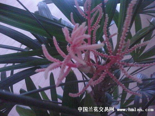 嫁接的方法：紫藤花的繁殖之道