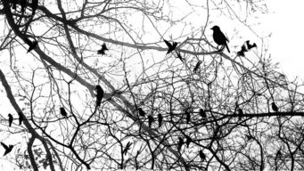 不同规格和品质的榉树枝价格有差异吗？