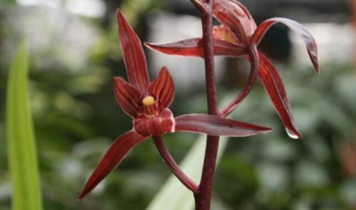 君子兰， 那优雅的存在