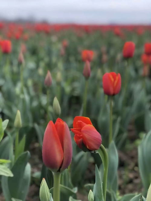 红色郁金香：旺运旺家