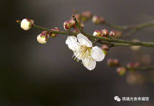 红梅花插花秘籍， 美得让人陶醉