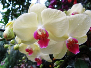 微型蝶兰：培育过程比照顾早产儿还精细