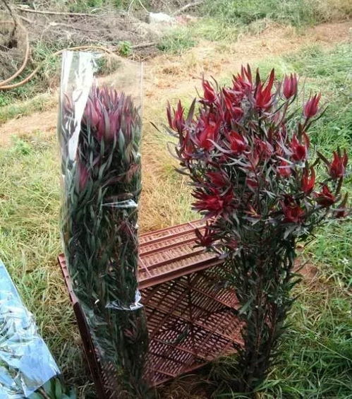 悬崖桩造型：因材施艺， 独具匠心