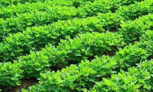 紫蓝杜鹃叶面喷施：推荐使用复合肥或磷酸二氢钾