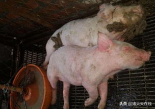 猪病防治误区：重治轻防