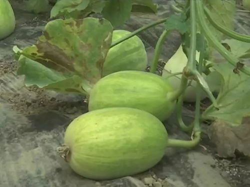 车前草， 草中珍宝，为何价差如此之大？