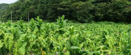 绿妃杀菌剂的适用范围