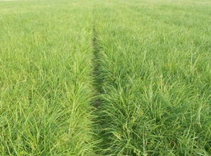 麦冬种植， 成本与回报的博弈