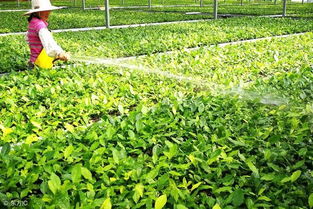 百菌清与硼肥、 叶面肥混用之谜