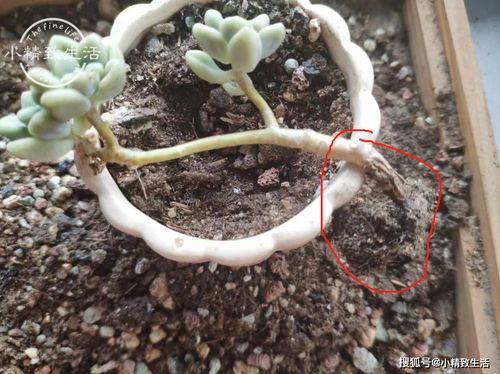 多肉植物烂根是什么原因导致的，根部腐烂的原因有哪些