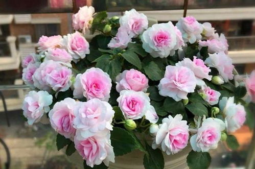 一、 红茶花凤仙种植前的准备工作