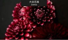 月季花色彩斑斓：从淡粉到深红，从明亮黄到神秘紫