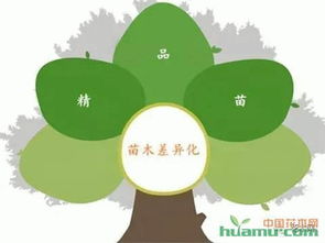 种植哪种树木不愁销路？秘诀在这