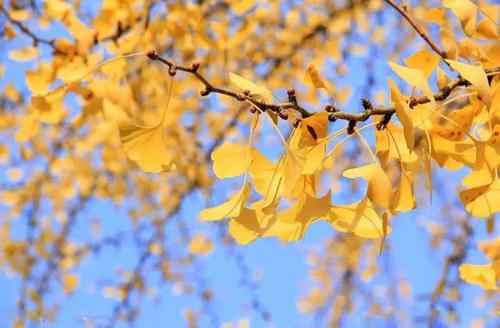 小贴士：种橡树的注意事项