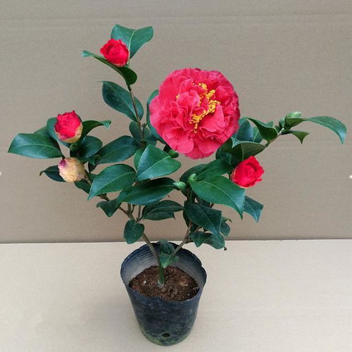 第四款：蓝粉色香水月季