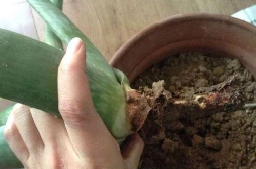 施肥过多， 根系受损