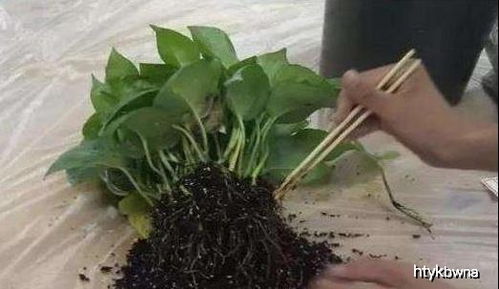 移栽时泡， 20到30分钟，吸收水分