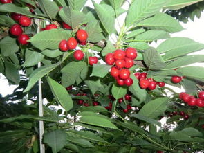 大樱桃喷洒农药的学问