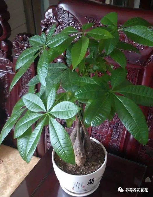 发财树养殖方法大全，这样养保证叶绿根壮
