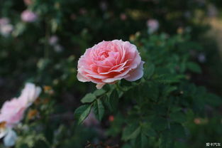 五洲月季园：世界风情尽收眼底