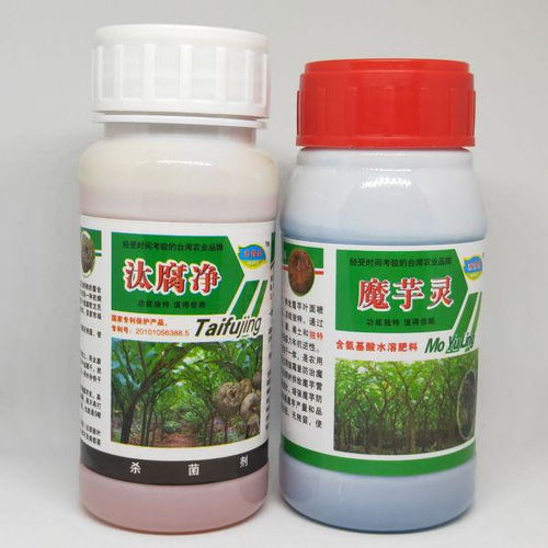 爱心果下山桩的种植之道