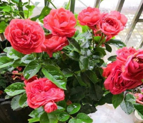 冰山月季的花朵色彩和生长特点