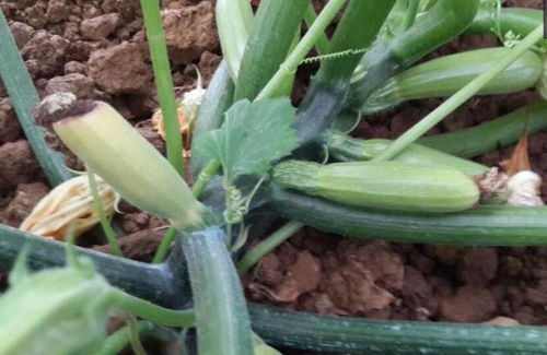 了解灰霉病，Zuo好防范工作