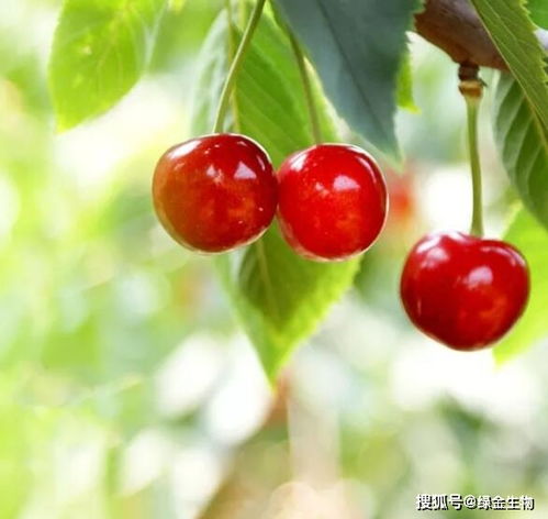 春季种植樱桃的具体步骤