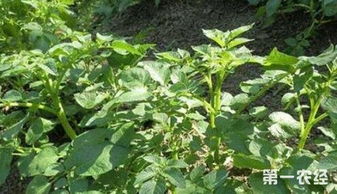 荸荠高效栽培技术：定植要点与技巧大揭秘