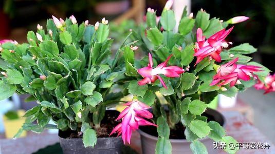 除虫菊叶子白斑的疑惑