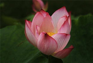 直接种土里的好处