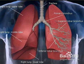 生殖毒性：柔顺剂的“忧虑”