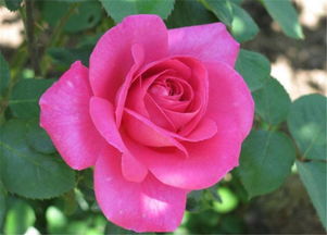 早春时节，月季的挑战与应对