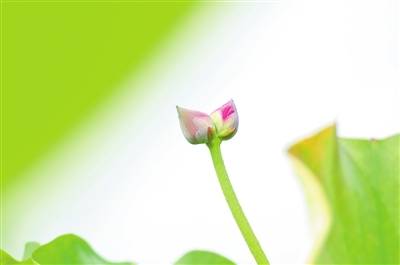 藕花深处并蒂莲，你见过并蒂莲开花吗