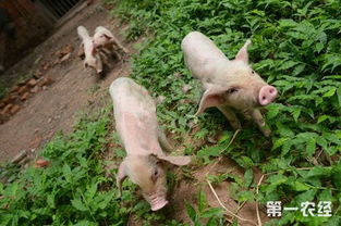 如何根据养猪技术饲料配方大全，制定适合不同生长阶段的猪饲料配方？