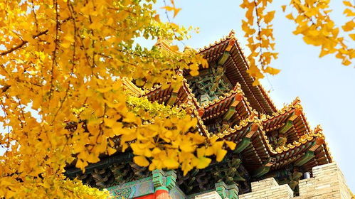 北京银杏叶啥时黄？最佳观赏时间地点攻略