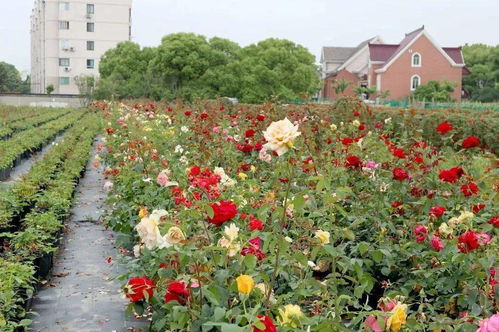 自2019年10月起， 花儿一朵朵，一簇簇