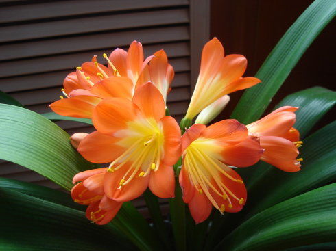 阳光充足，花儿梗灿烂