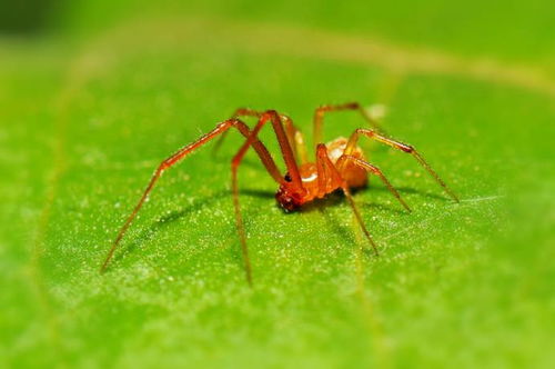 红织蛛，这个坏家伙