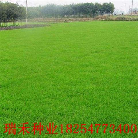 4. 选择合适草皮品种对与绿化工程至重。