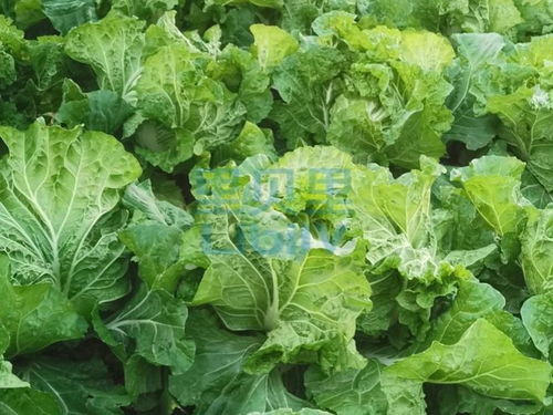 白菜叶子长斑了咋办？我来给你支招！