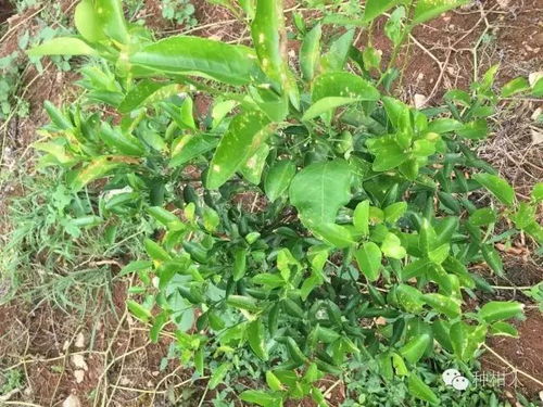 药害急救三板斧