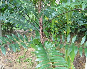 东革阿里属于哪一类植物？它的分类有什么特点