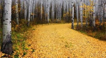 雪松树头干枯和落叶枯黄的原因探秘