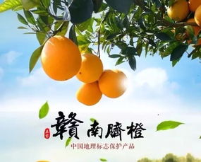 奉节脐橙，中国脐橙之乡