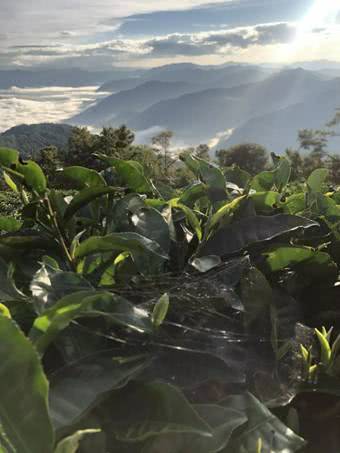 玉露茶，如何打造高品质茶园