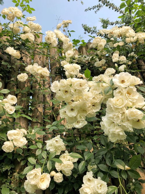 冰山月季的美丽瞬间